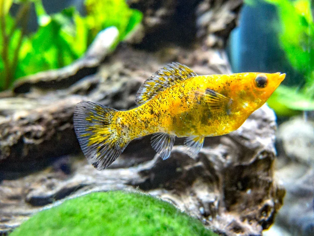 Assorted Sailfin Molly (Poecilia latipinna/velifera) - Tank-Bred! - Image 2