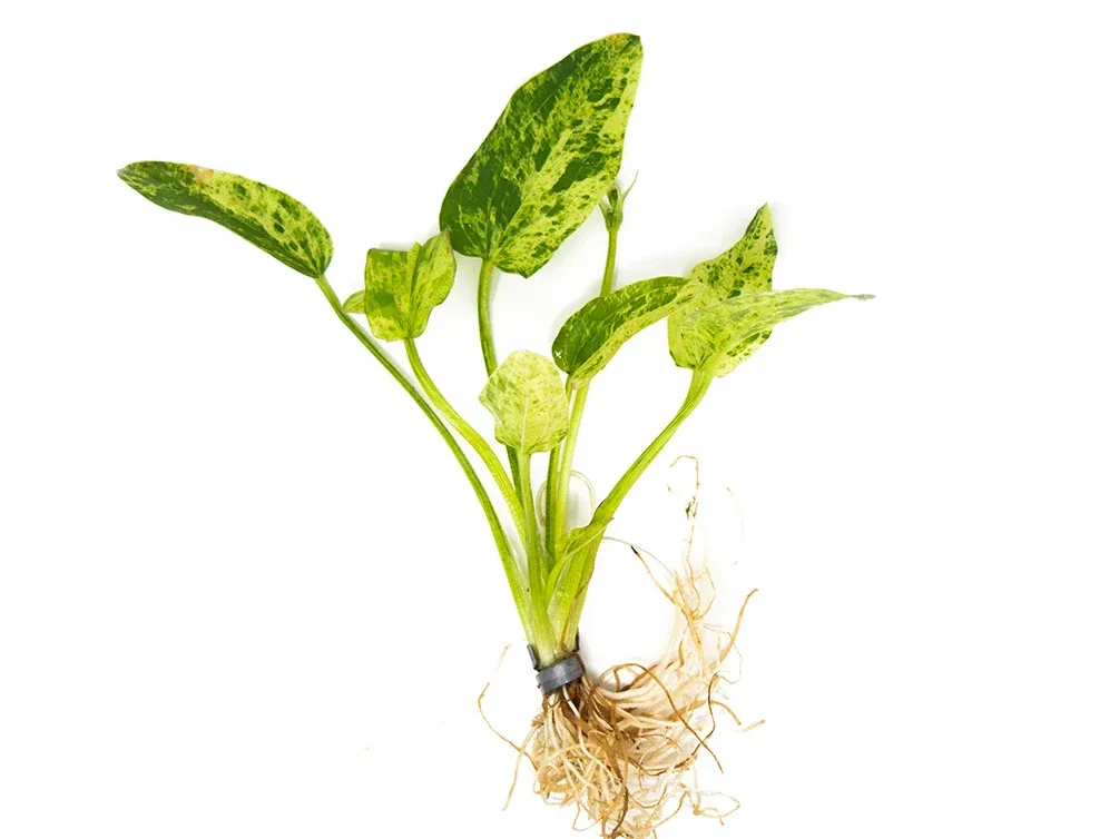 Assorted Sword Plants (Echinodorus sp.) – Bunched or Potted, Emerged or Submerged Growth - Image 2