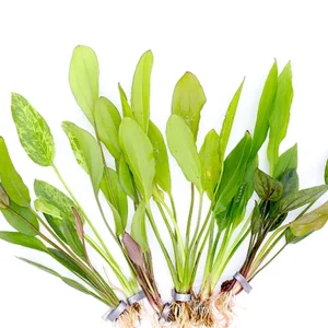 Assorted Sword Plants (Echinodorus sp.) – Bunched or Potted, Emerged or Submerged Growth