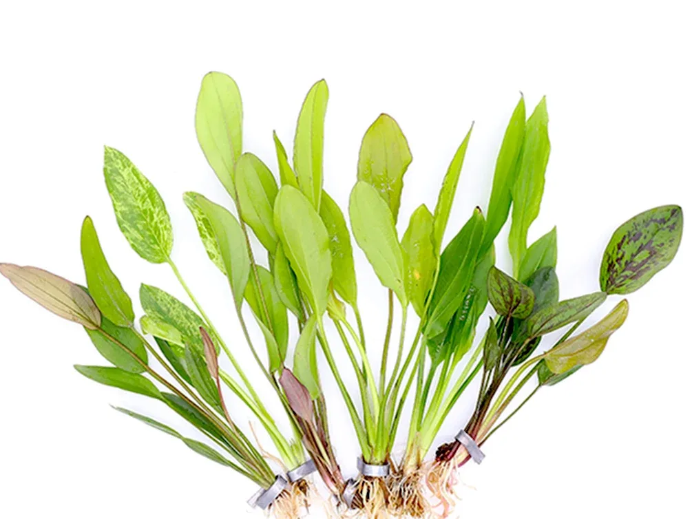 Assorted Sword Plants (Echinodorus sp.) – Bunched or Potted, Emerged or Submerged Growth