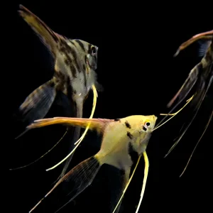 Assorted Veil Angelfish ( Pterophyllum scalare ) - Tank Bred