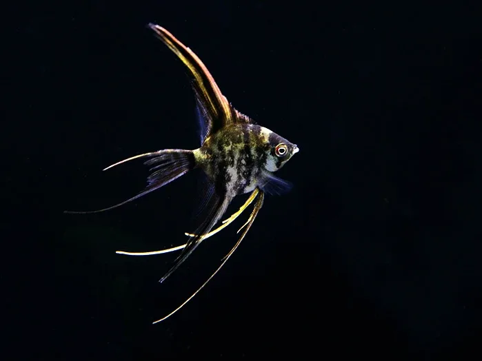Assorted Veil Angelfish ( Pterophyllum scalare ) - Tank Bred - Image 2