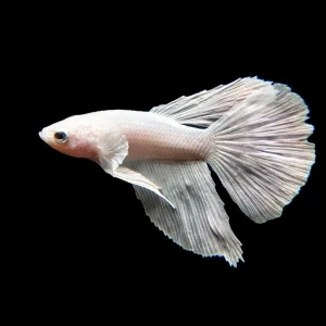 Assorted White Halfmoon Betta (Betta splendens) - Tank-Bred!