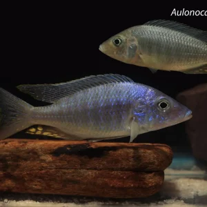 Aulonocara rostratum