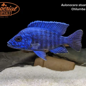 Aulonocara stuartgranti "Chilumba"
