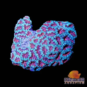 Australian - Acan Lord Md