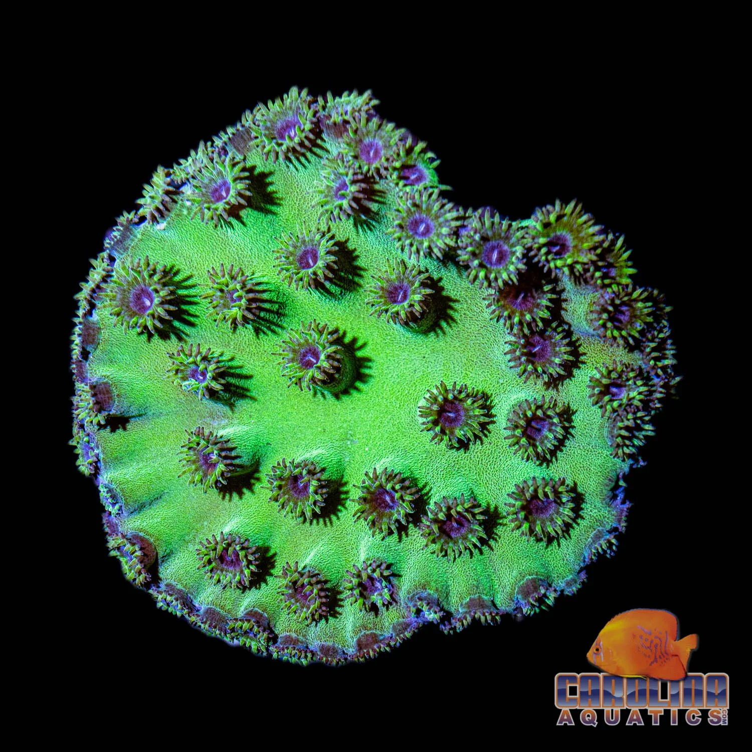 Australian - Cup Coral Pagoda Green Md - Image 2