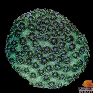 Australian - Cup Coral Pagoda Green Md