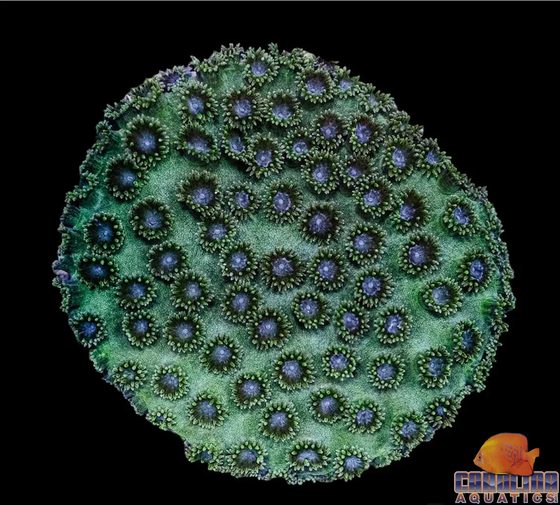 Australian - Cup Coral Pagoda Green Md