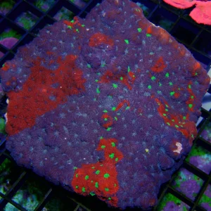 Australian - Favites War Coral Md