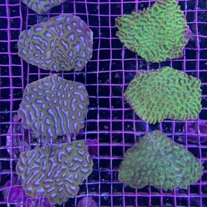 Australian - Platygyra Md
