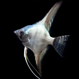 Avatar Turkey Green Angelfish (Pterophyllum scalare "Avatar Turkey Green") - Tank-Bred!!!