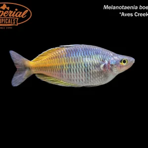 Aves Creek Boesemani Rainbowfish (Melanotaenia boesemani)