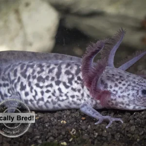 Axanthic Axolotl (Ambystoma mexicanum), Locally-Bred