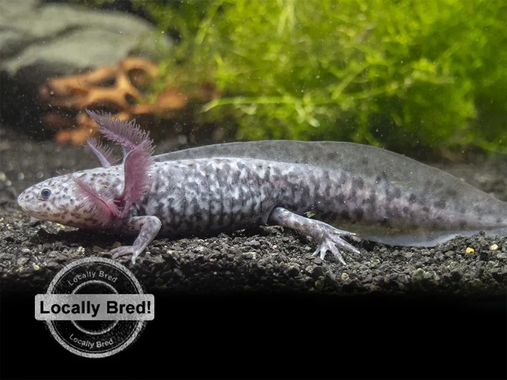 Axanthic Axolotl (Ambystoma mexicanum), Locally-Bred - Image 2