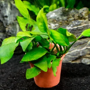 B-Grade Anubias, Assorted (Anubias sp.)