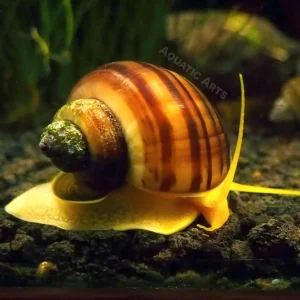 B-Grade Mystery Snails (Pomacea bridgesii) - Tank-Bred!