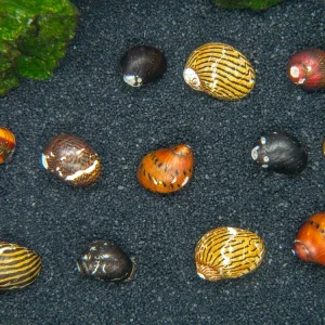 B-Grade Nerite Snails - Assorted Species, Colors, and Patterns!