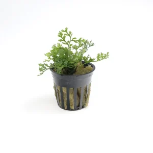Baby Leaf Bolbitis (Bolbitis heteroclita difformis)