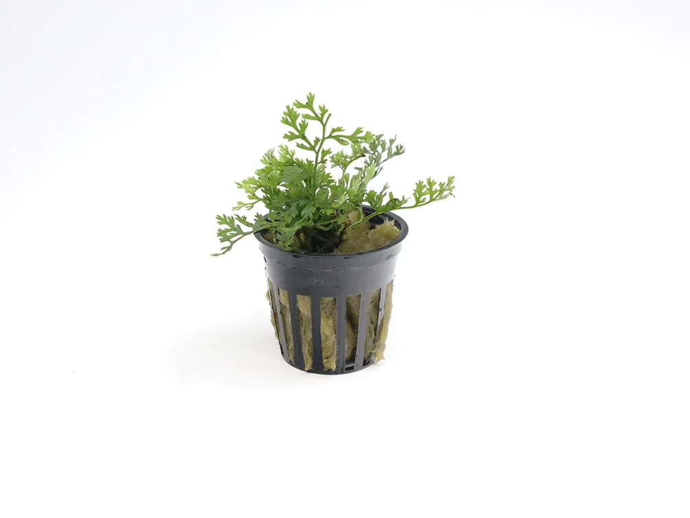 Baby Leaf Bolbitis (Bolbitis heteroclita difformis)