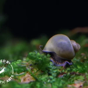 Baby Mystery Snails (Pomacea bridgesii) - Bred by Aquatic Arts *Pea Sized!*