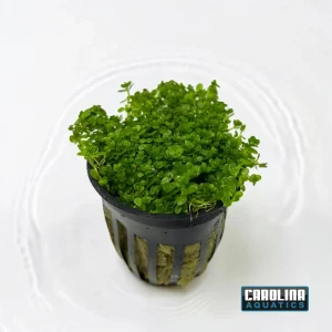 Baby Tears Dwarf Potted