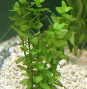 Bacopa Australis | SD-2