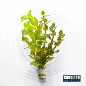 Bacopa