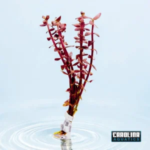 Bacopa Purple