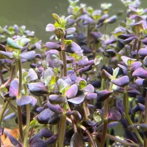 Bacopa Purple | SD-2