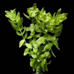 Bacopa | SD-2