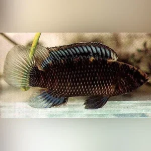 Badis