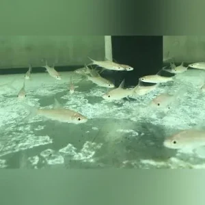 Bala Shark