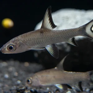 Bala Shark (Balantiocheilos melanopterus) Tank Bred