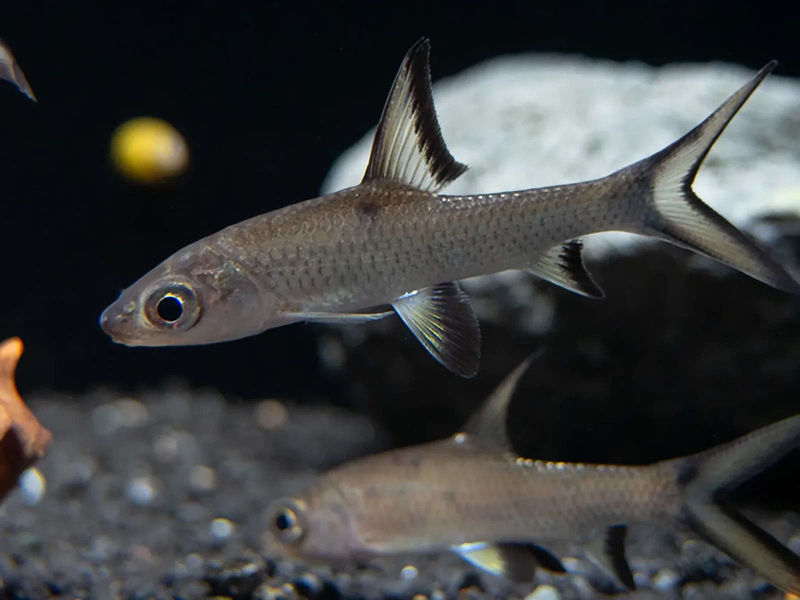 Bala Shark (Balantiocheilos melanopterus) Tank Bred
