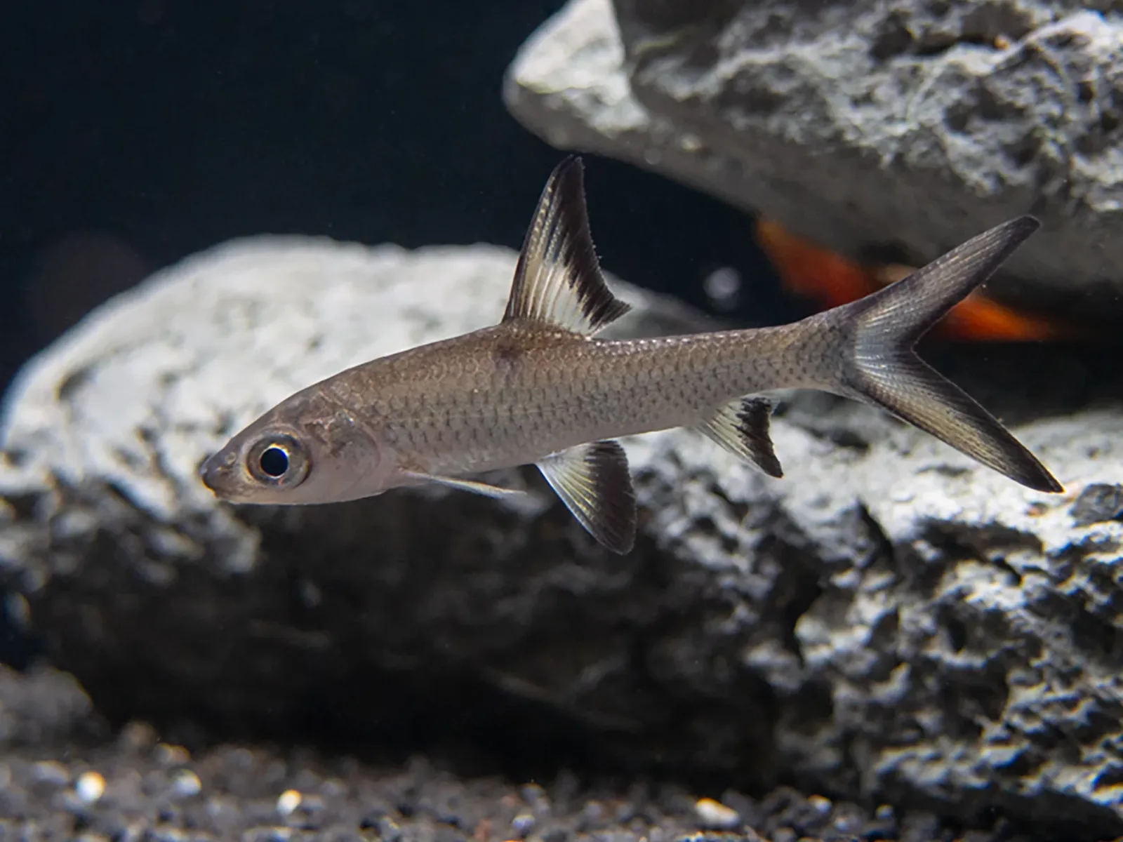 Bala Shark (Balantiocheilos melanopterus) Tank Bred - Image 2