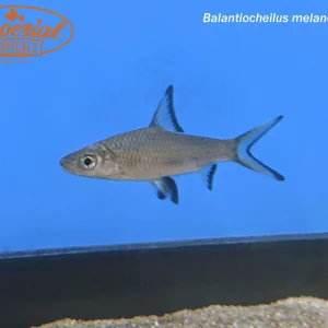 Bala Shark (Balantiocheilus melanopterus)