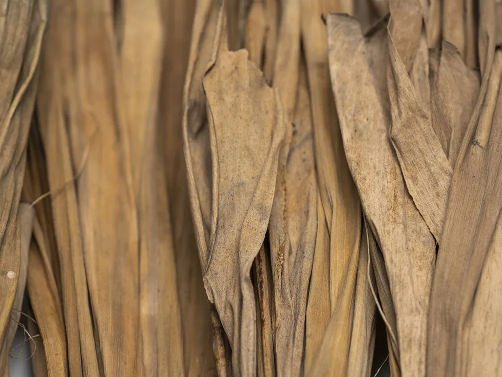 Banana Leaves - Image 2