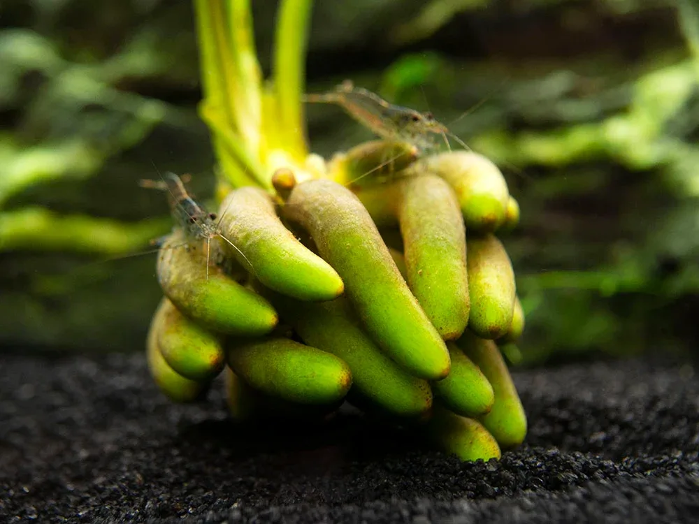 Banana Plant (Nymphoides aquatica) - Plant - Image 2