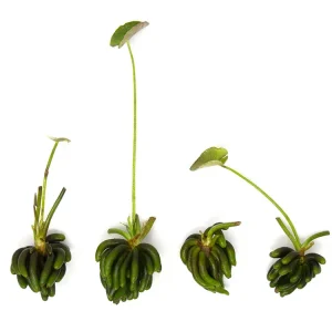 Banana Plant (Nymphoides aquatica) - Plant