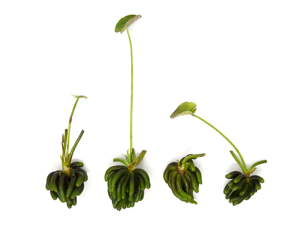 Banana Plant (Nymphoides aquatica) - Plant