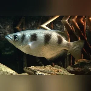 Banded Archer Fish