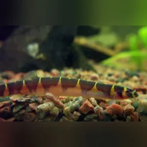 Banded Kuhli Loach