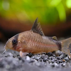 Bandit Cory Catfish (Corydoras metae) - Tank Bred