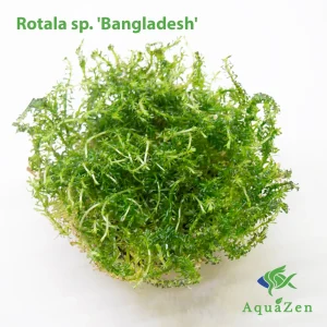 Bangladesh Rotala (Rotala sp. 'Bangladesh') Tissue Culture