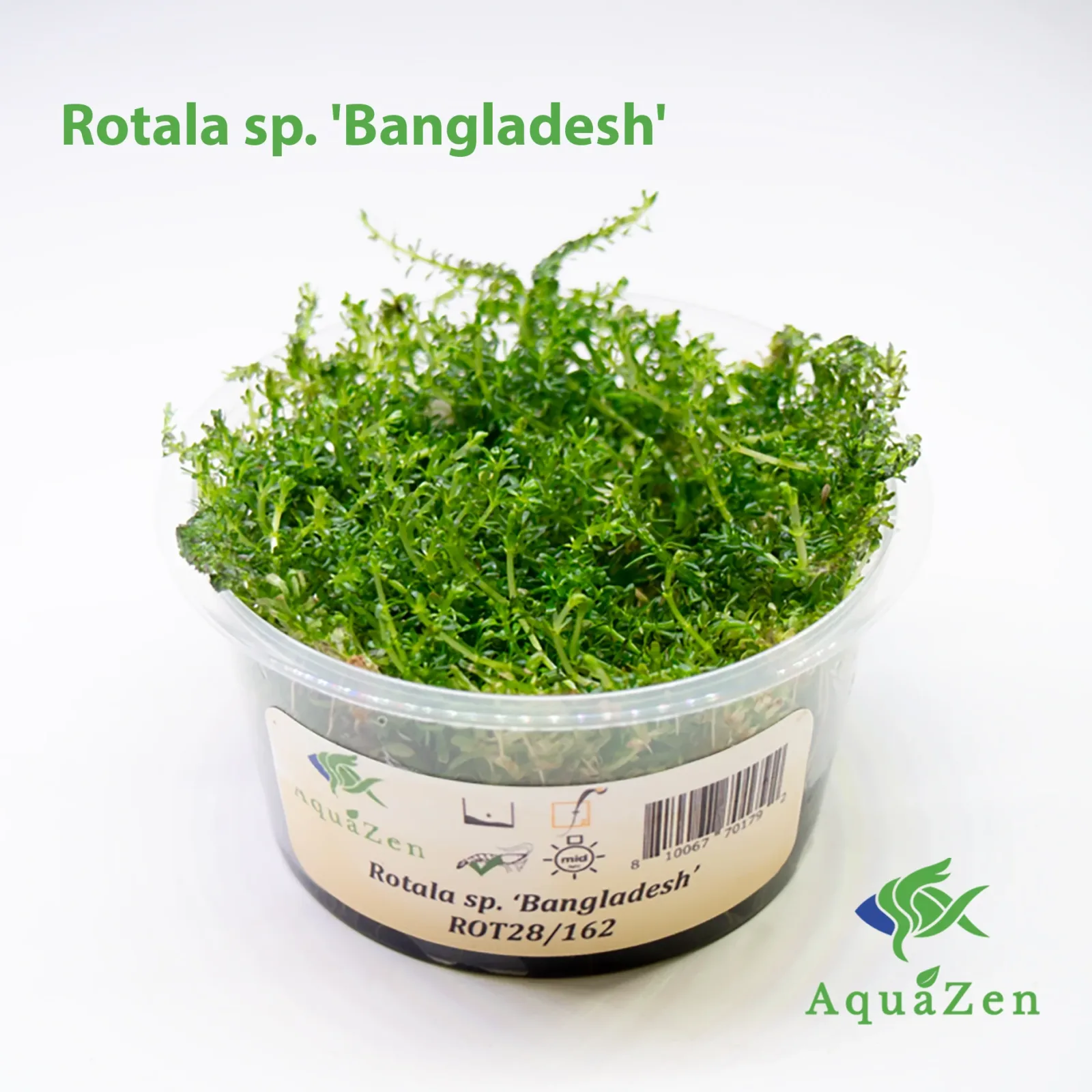 Bangladesh Rotala (Rotala sp. 'Bangladesh') Tissue Culture - Image 2