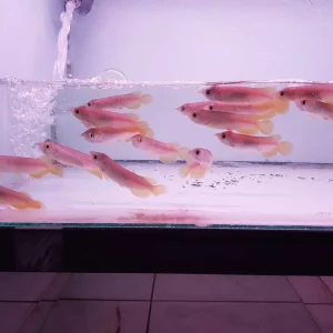 Banjar Red Arowana Fish