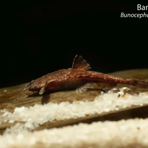 Banjo Catfish (Bunocephalus coracoideus)