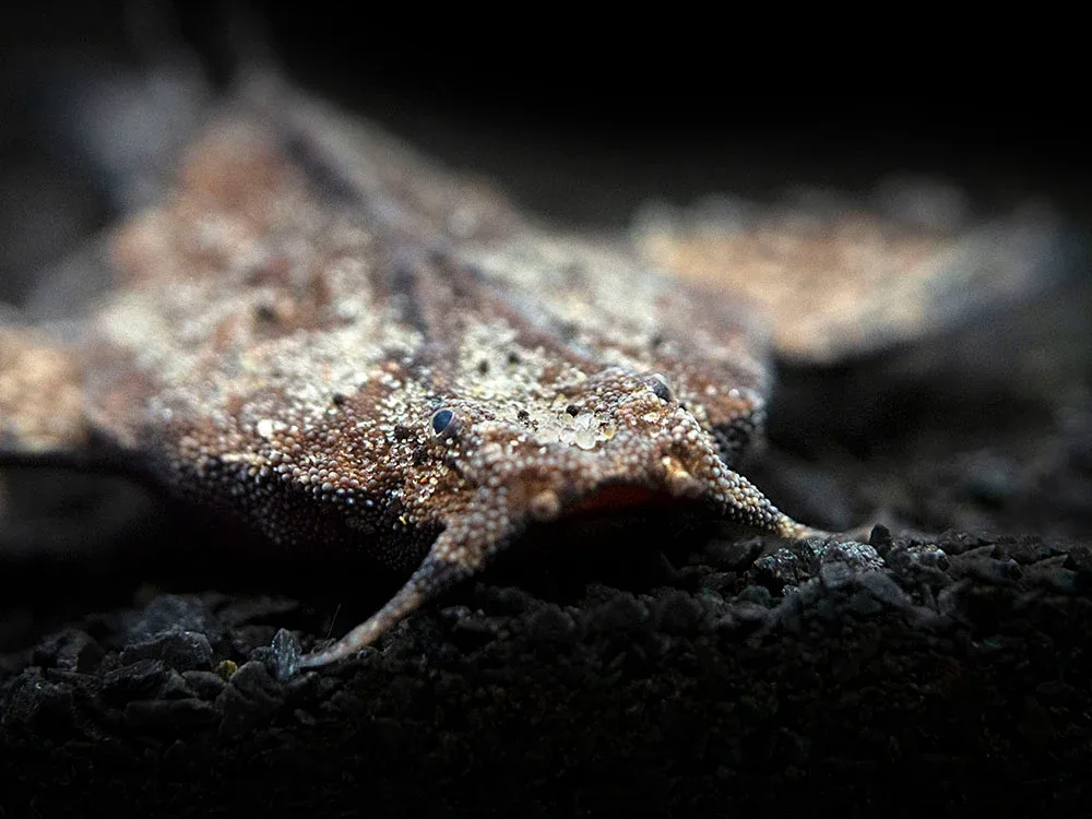 Banjo Catfish (Bunocephalus coracoideus) - Image 2