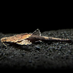 Banjo Catfish (Bunocephalus coracoideus)
